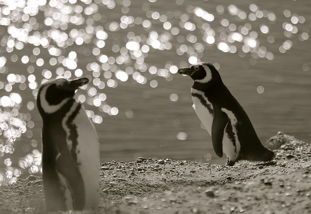 Magellanic Penguin. Caleta Valdes. Valdes Peninsula. Chubut. Patagonia. Argentina.