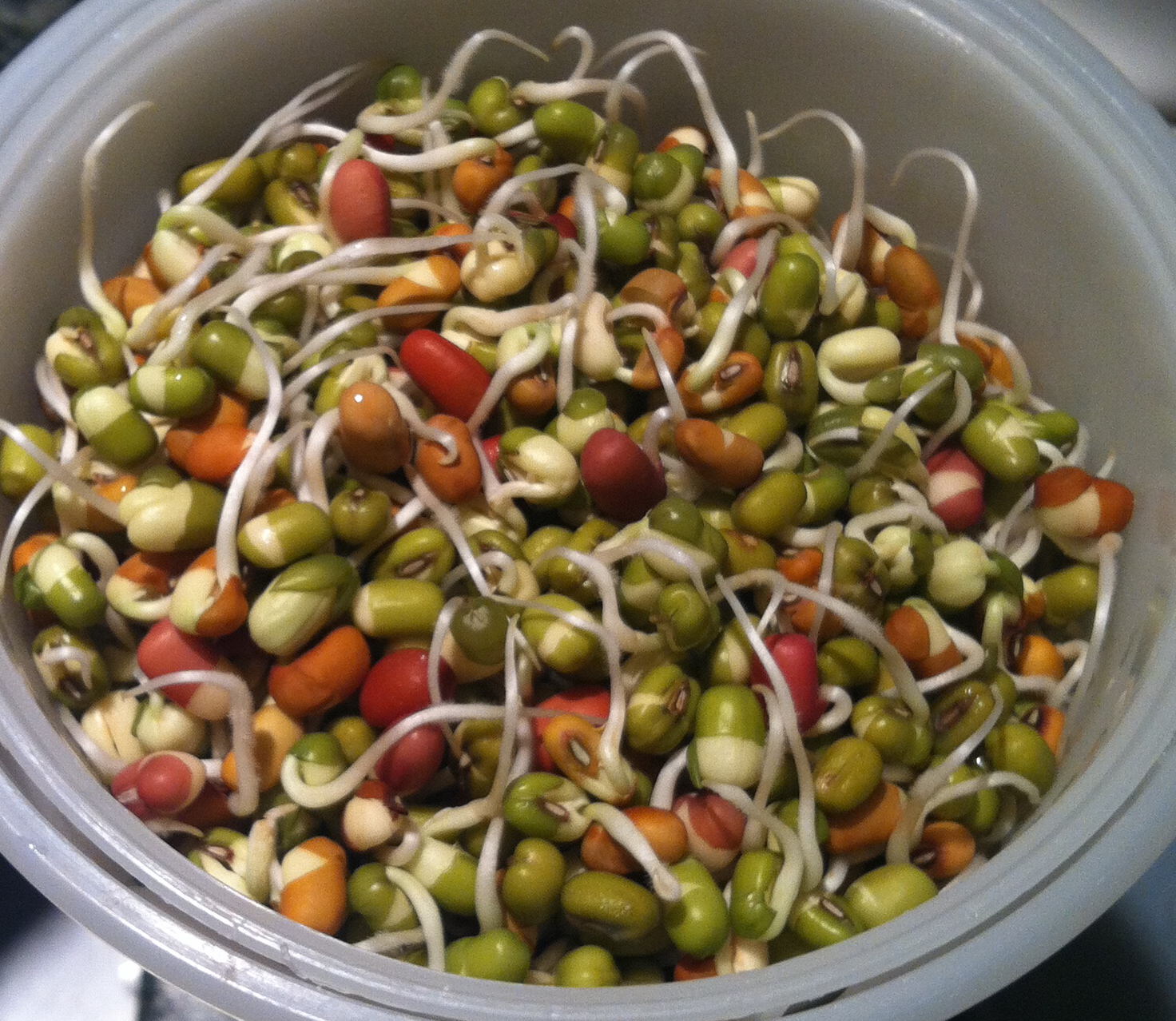 Mixed Beans Sprouted