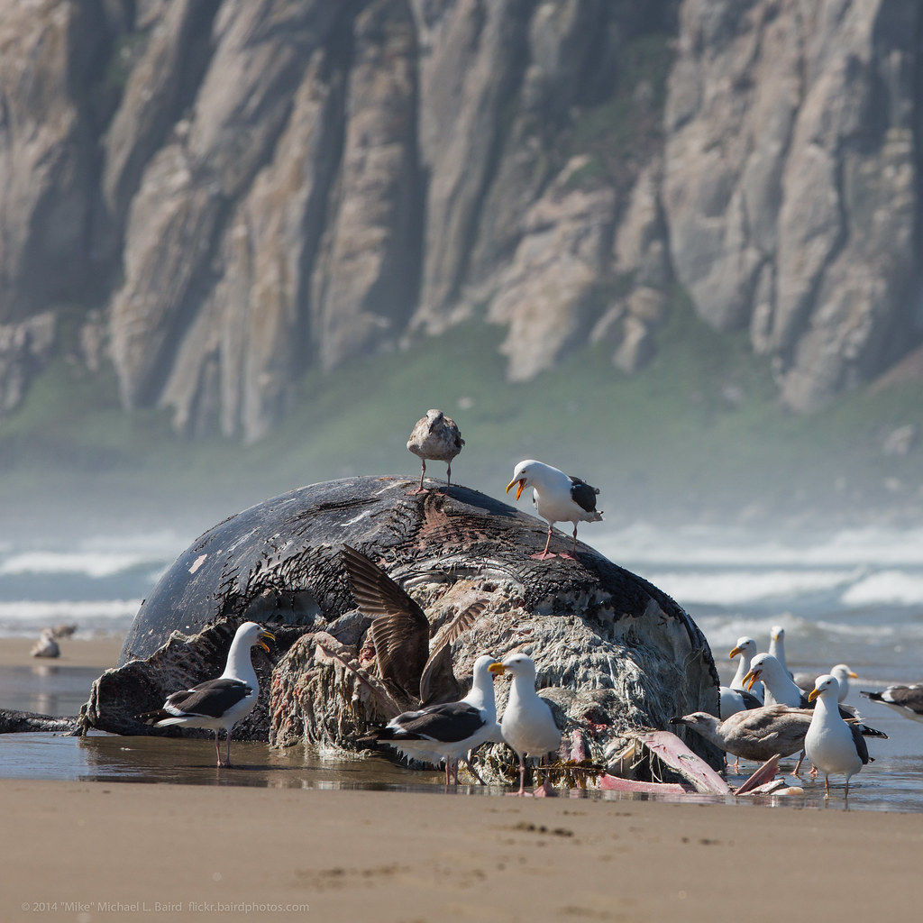 Gray Whale Calf, deceased, seen here 10 May 2014, on Morro Strand State Beach