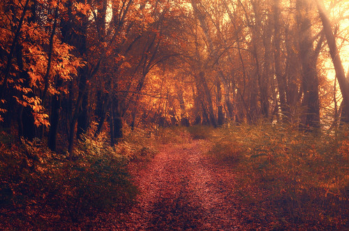 autumn trees light sun nature forest landscape nikon hungary mood rays leafs andrás pásztor d5100