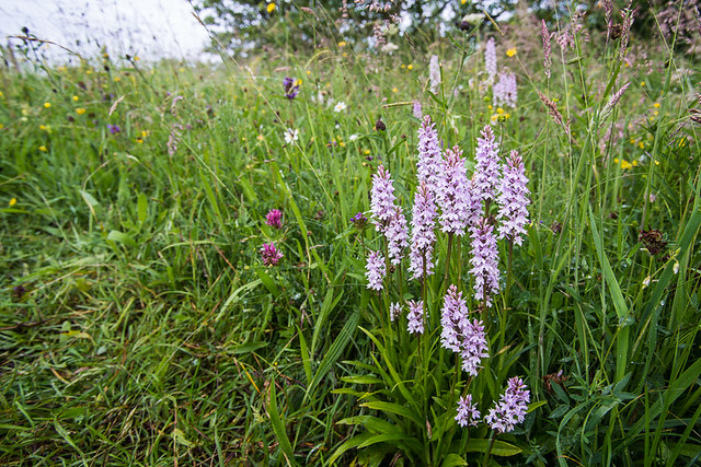 2013 Eades Meadow - Orchid Family 2.jpg
