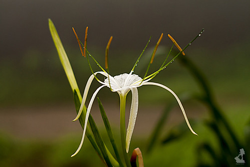 Wild flower | by Jagdeep Shitole