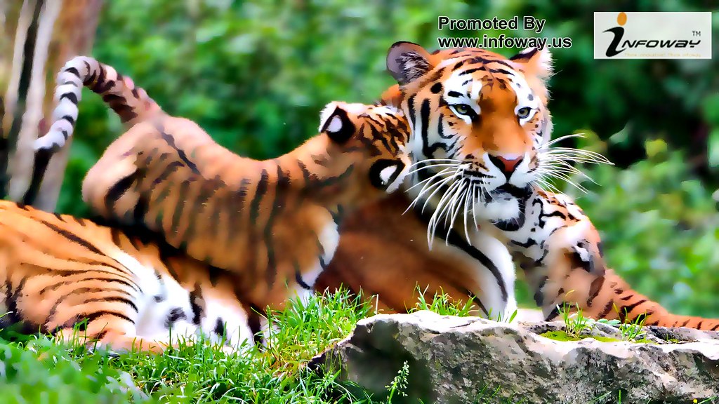 nature animals tigers baby animals HD Wallpapers | nature an… | Flickr