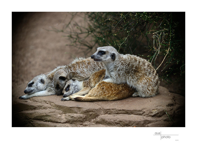 Meerkats Huddle