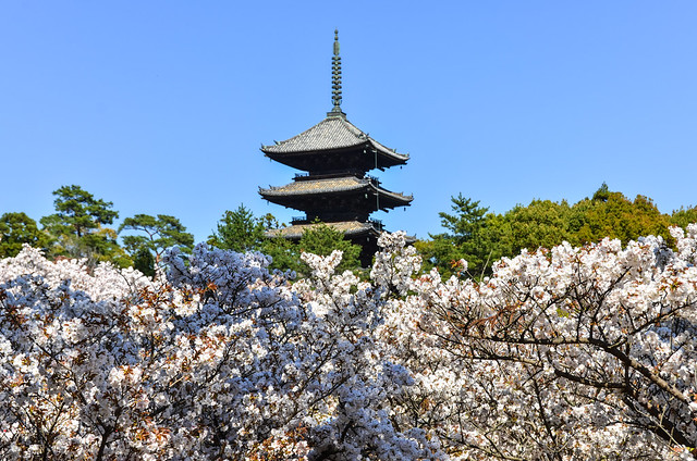~ Pagoda & Sakura ~