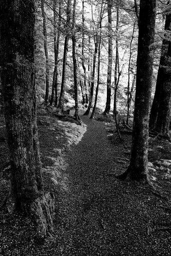 Number 18: Forest | by Nadine Bekavak