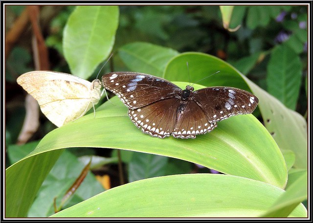Hypolimnas Bolina Butterfly Puerto Princesa Palawan Philippines