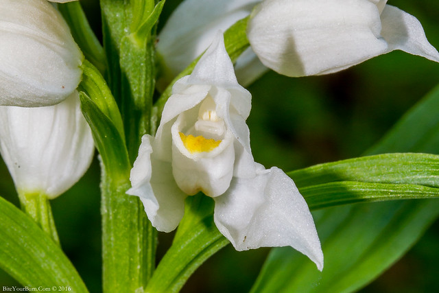 Narrow-leaved Helleborine Orchid also known as Sword-leaved Helleborine (Cephalanthera longifolia)