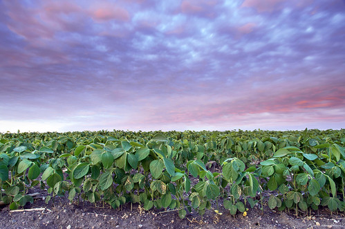 spinach colorfulsunset beautifulfarm countrysunset spinachfield