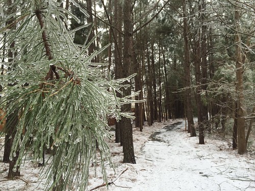 winter snow storm ice pine frozen nc northcarolina raleigh pines greenway knightdale