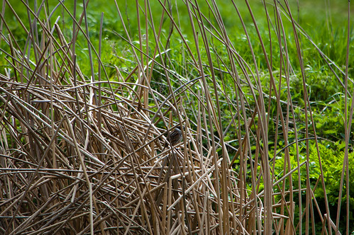 Reed bunting in a reed bed