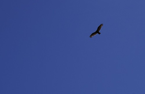 Andean Condor hangs motionless upon the air