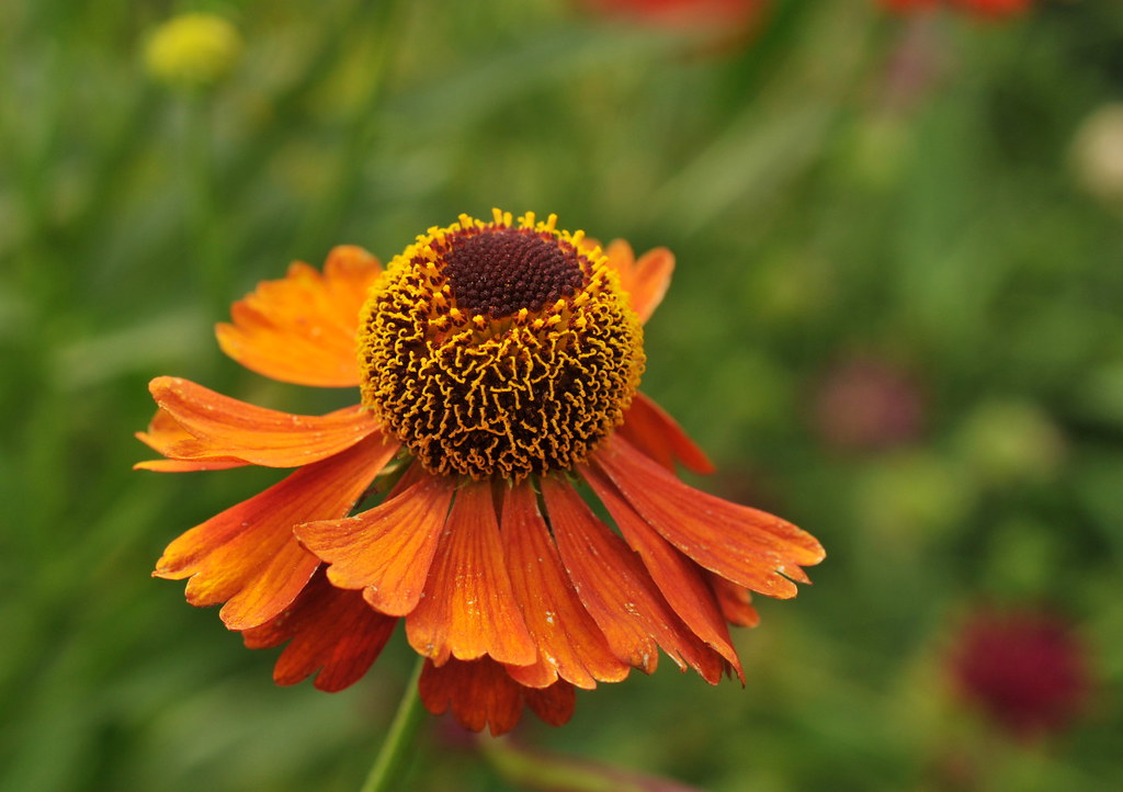 Sneezeweed Flower | Helenium 'Coppelia' flower on the High L… | Flickr