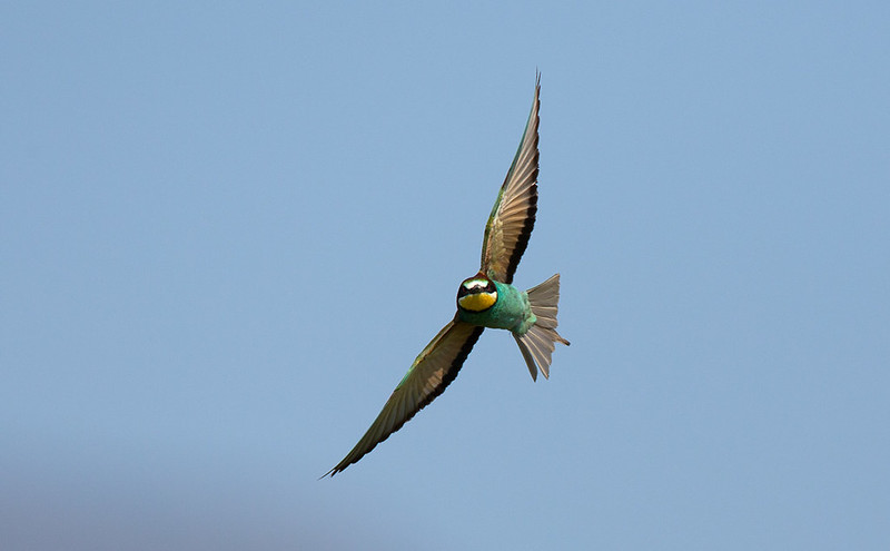 Another Bee-eater - well I did go specially to photograph them!