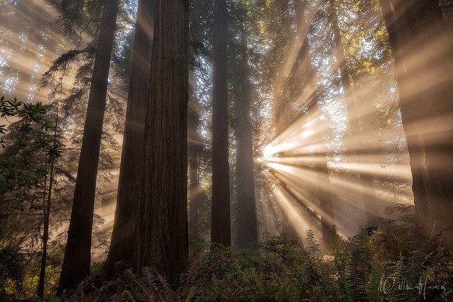 Redwood Enchantment