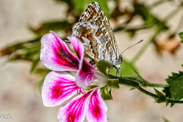 Mariposa-Macro (reto naturaleza)
