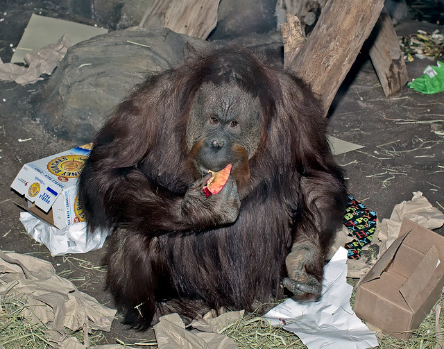 Bornean Orangutan (Pongo pygmaeus) at Woodland Park Zoo (21)