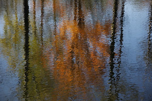 autumn orange tree green water automne nikon eau vert reflet reflexion breaking d90 effetmiroir étang