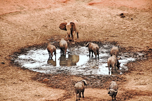 holiday elephant kenya lodge east safari elefant kenia ost tsavo tsavoeast voi kenyaholiday tsavoost voisafarilodge kenyaelephant keniaelefant keniareise