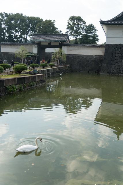 Swan in Imperial Palace