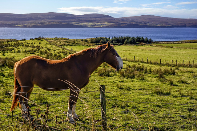 A Scottish Horse (Isle of Skye)