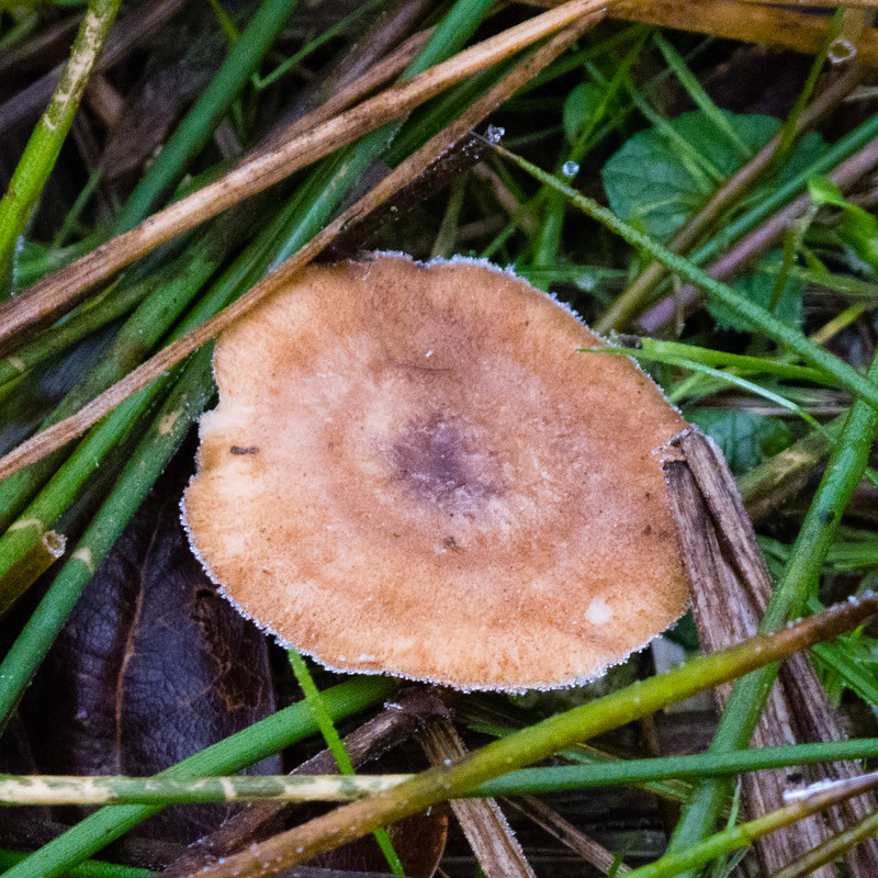Frost-rimmed mushroom