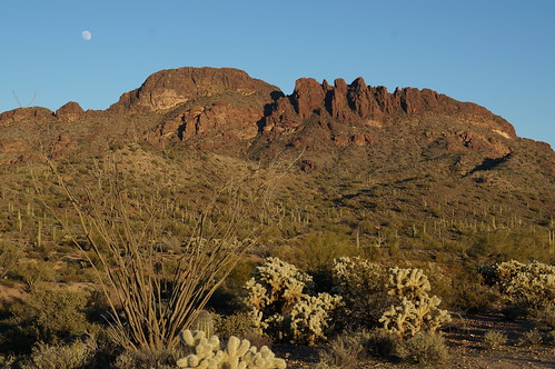 arizona cactus saguaro wickenburg ocotillo cholla vulturepeak vulturepeaktrail morecactus desertweirdness