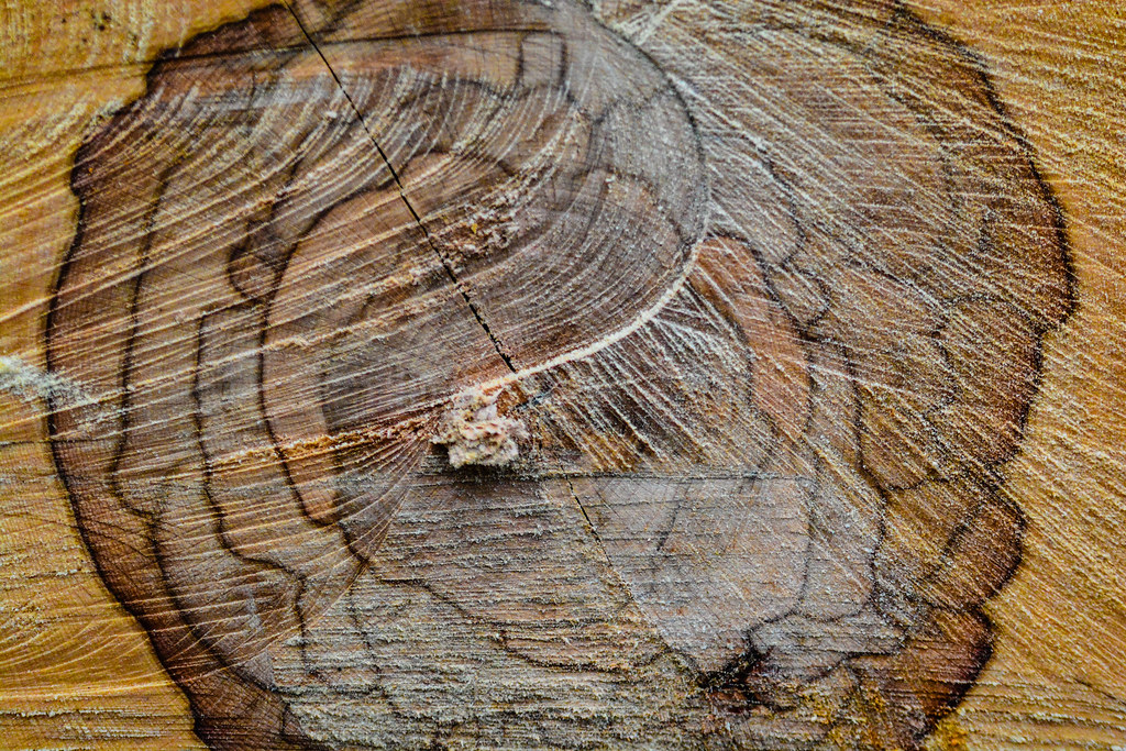 41/365 Tree Rings, February 10 | Tree Rings One Photo a Day … | Flickr