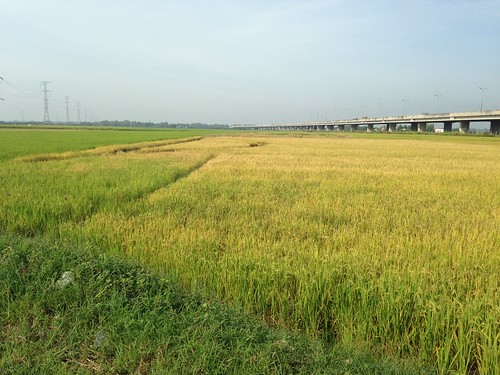 ricefields saigon hochiminhcity vietnã camposdearroz