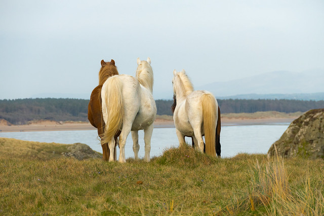 Llanddwyn Island Ponies.