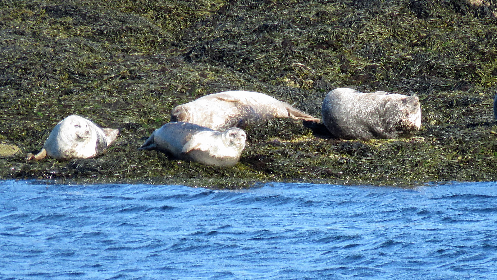 Harbour Seals - Phoca vitulina