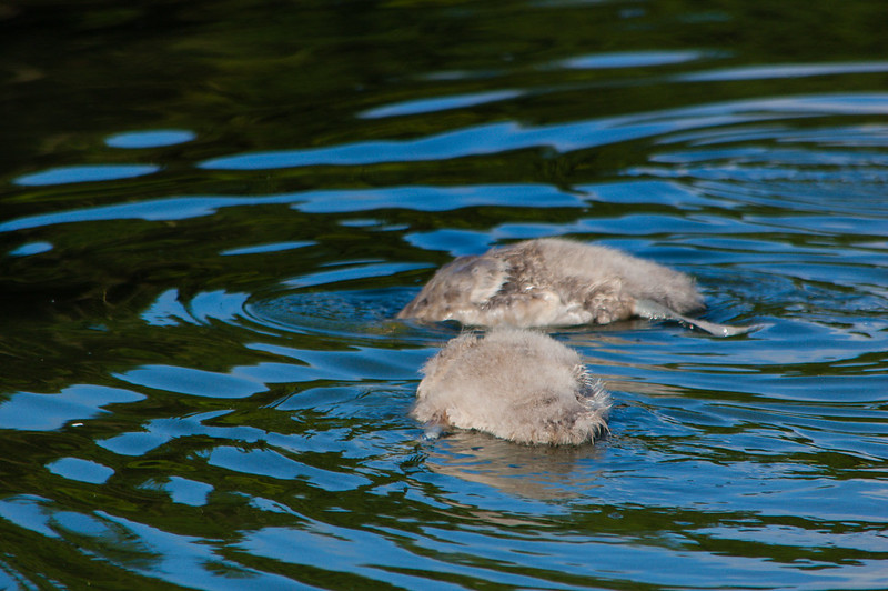 Heads down for a good feed: cygnets