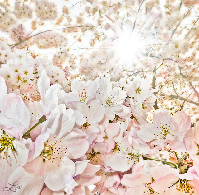 Cherry Blossom Fantasy