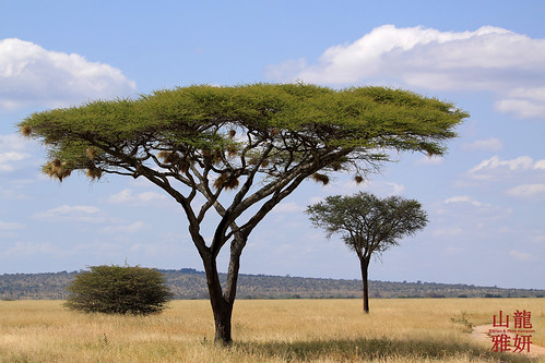 africa tree tanzania safari acacia tropicaltrails