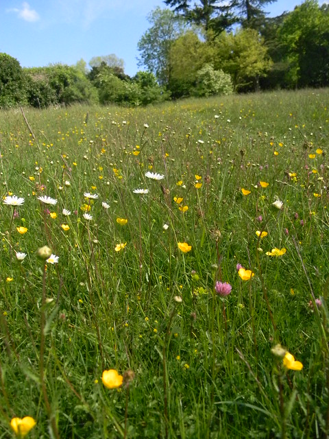Wild flower meadow, Hedsor Church Gerrards Cross to Cookham