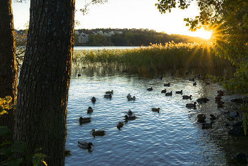 sunset sweden stockholm ngc ducks sthlm ulvsundasjön sonyalpha redfurwolf