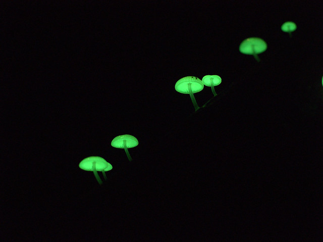 Luminous Fungi Mycena chlorophanos