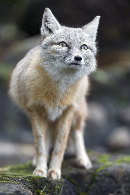Corsac fox looking upwards