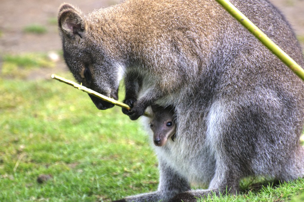 Wallaby