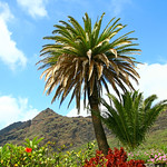 MASCA - Canary Islands