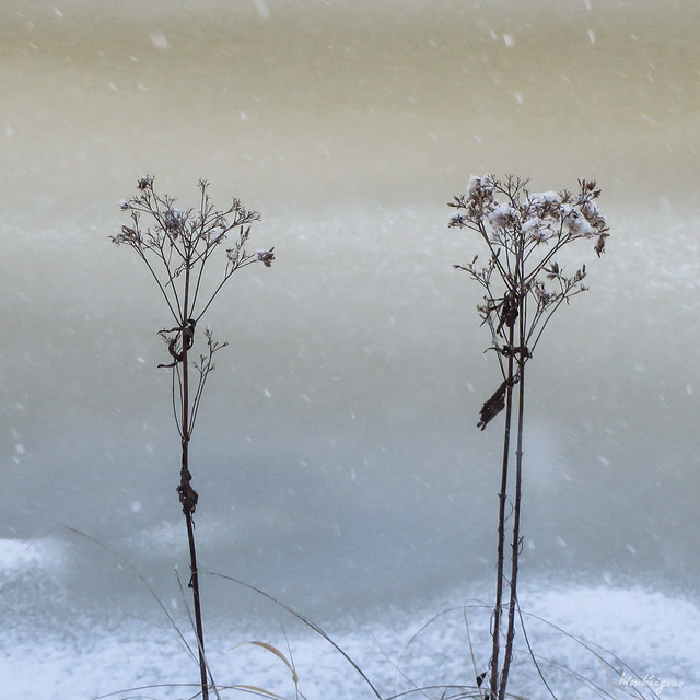 Winter Flowers - Fleurs d'hiver
