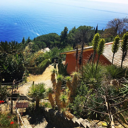 Home and suculentas! #italiabella #volgoitalia #volgolaspezia #volgoliguria #liguria #bonassola #bonassolanelcuore #homesweethome #suculentas #sea #niceview #niceviewbonassola #casa #panorama | by taziano2