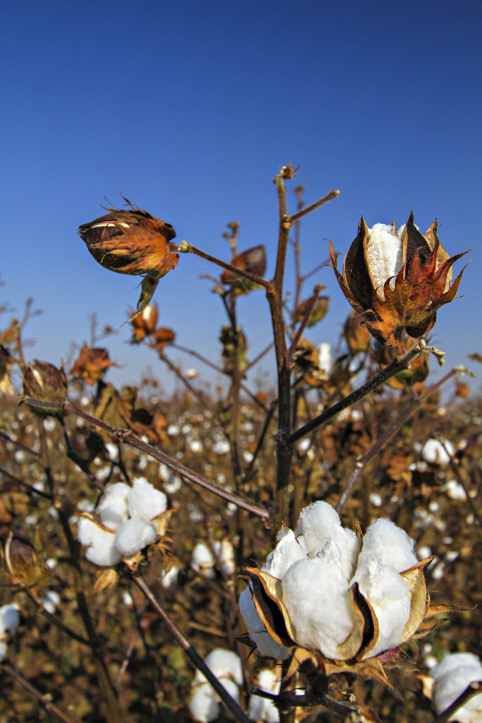 cotton fields_fisher delta research center_0012 | Cotton gro… | Flickr