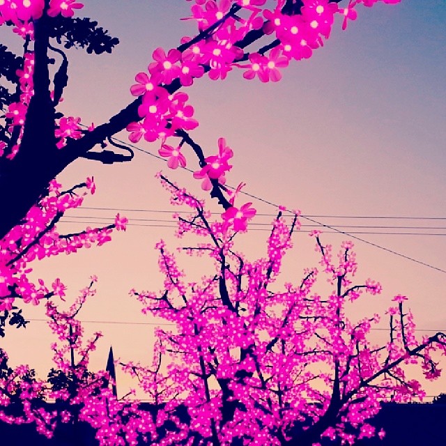 what could be more better than cherry blossoms and sunset?! #sunset #cherryblossom #chill #wine