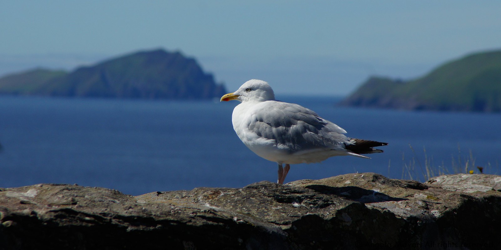 Irish Seagull