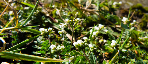 Danish scurvy grass, flowers beginning to open