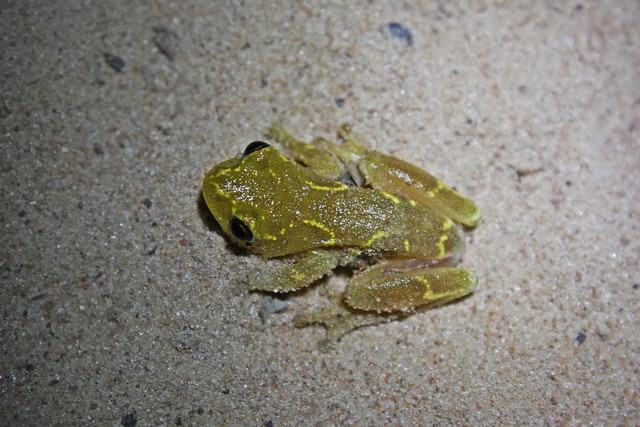 Unidentified Frog in Gambia (Hyperolius or Afrixalus)?