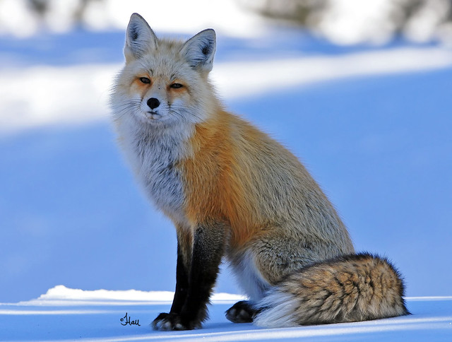 Beautiful Vixen - Red Fox - 0882b+