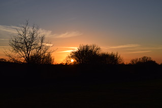 Hedgerow Sunset