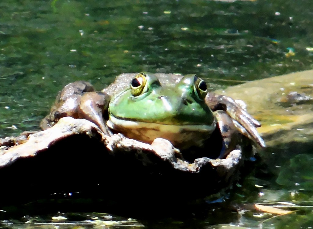 Content frog